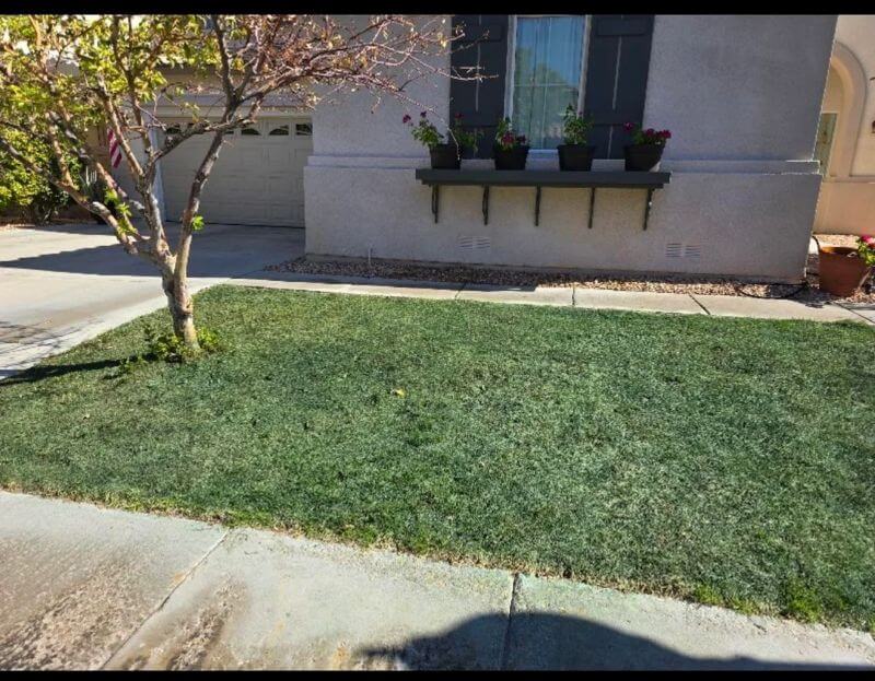 The homeowner explained that after receiving HOA fines for several months due to having dead grass, they gave in.