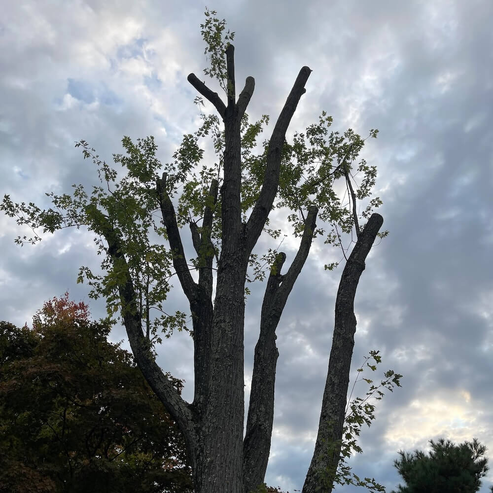 "This is why I make sure I am home anytime somebody is doing work in my yard."