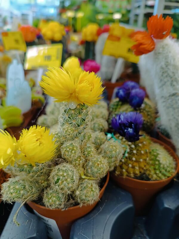 "I remember the cacti with the fake flower."