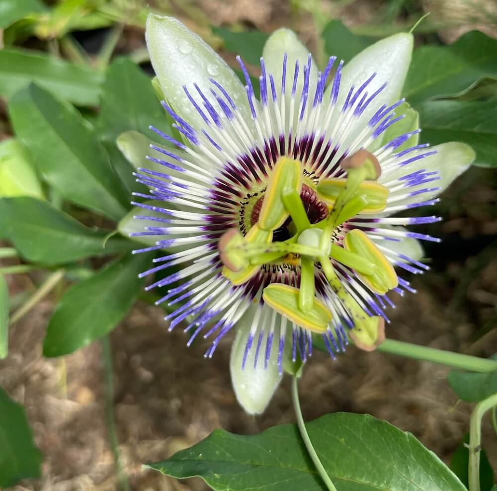 passiflora caerulea