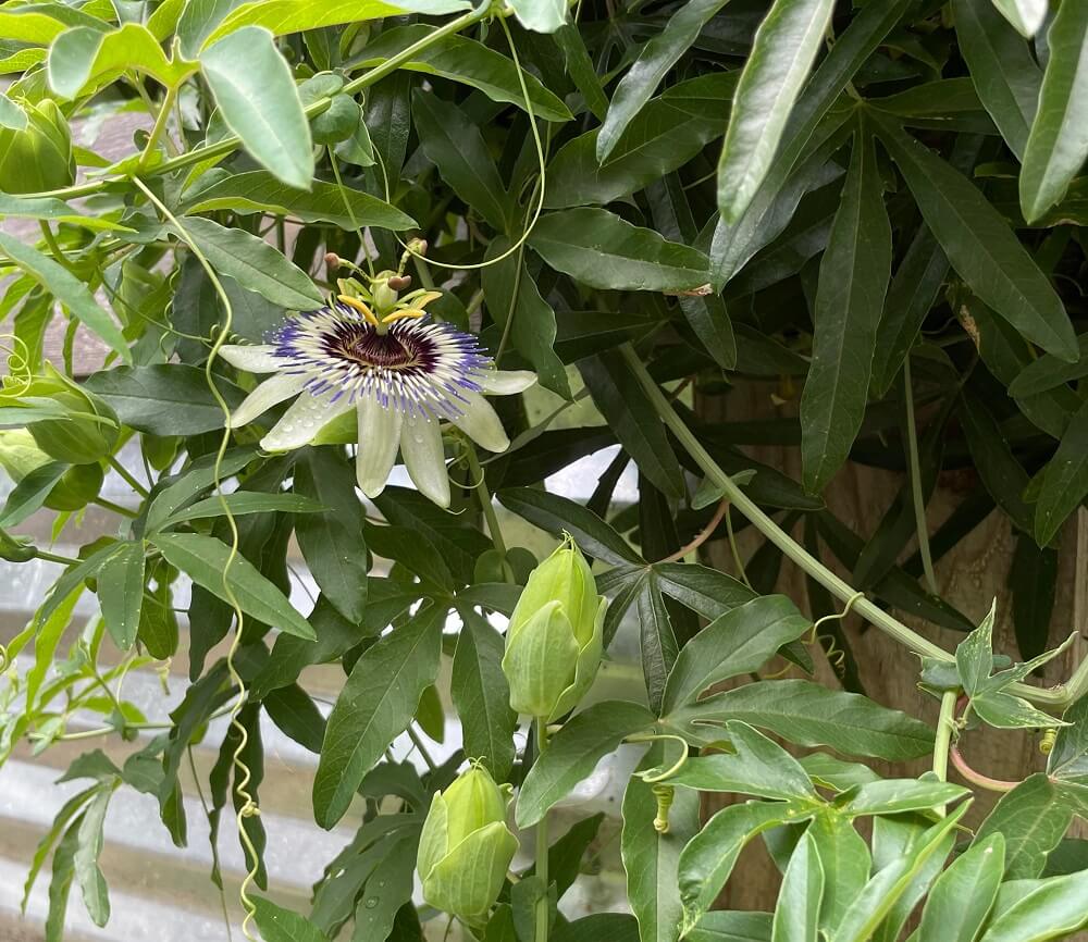 passiflora caerulea