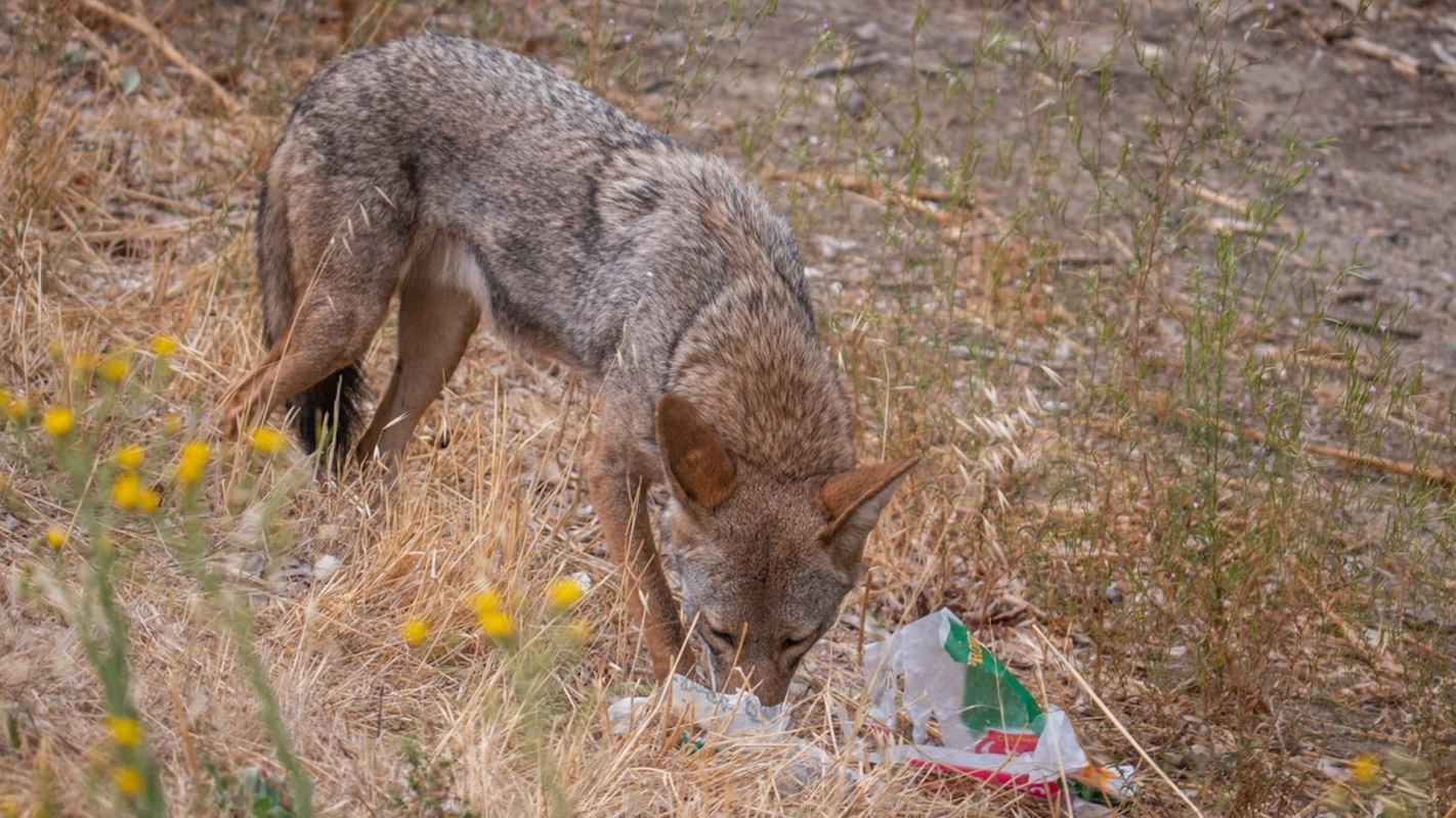 Residents ... said it was clear the animal was in distress