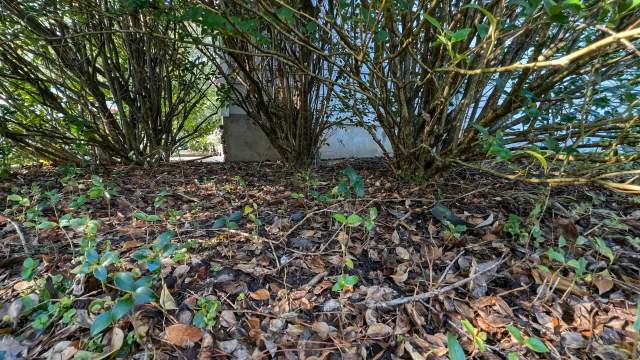 Removing invasive plants from your yard can be a win for the environment — but only if you do it correctly.