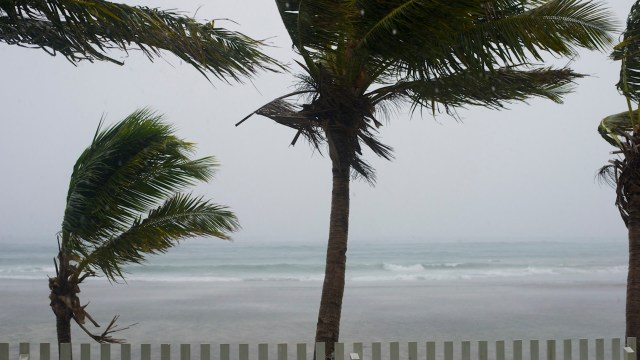 Palm trees blowing in the wind in front of a stormy ocean.