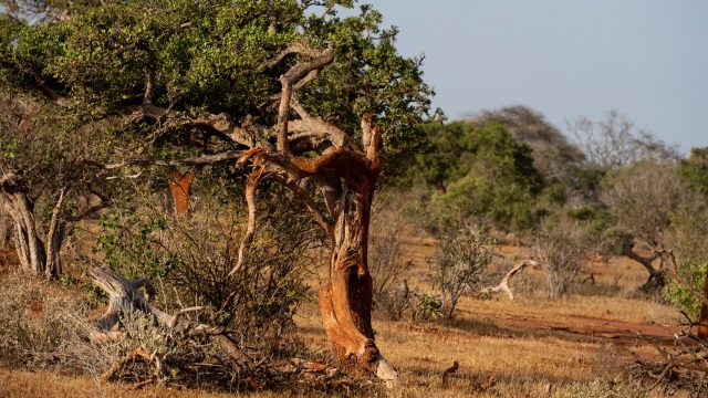 "Protection status does not guarantee protection of the forest ecosystem."