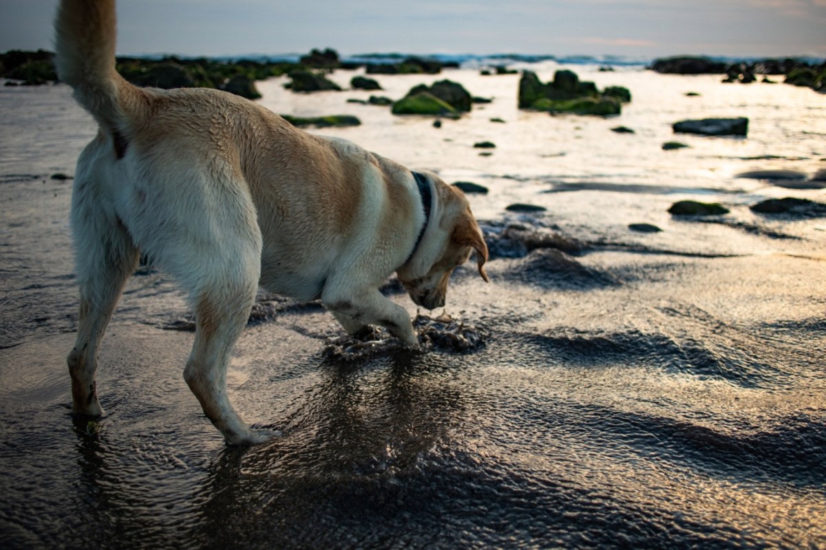 "Historically, there's no success story of them being eradicated from a water body once they've taken hold."