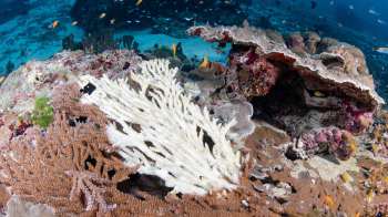 This study provides promising evidence that damaged reefs can be repaired from the ground – or seafloor – up.