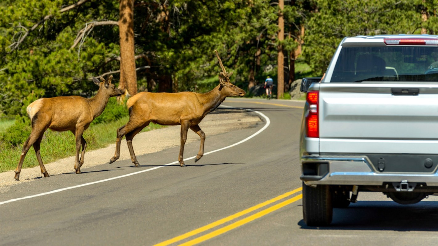 "Elk know no boundaries, but people do."