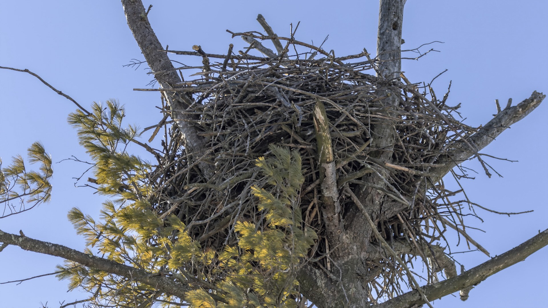 "With focused attention on other species of greatest conservation need, future recovery success stories are also possible."