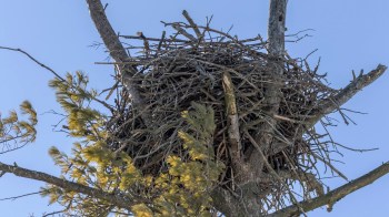 "With focused attention on other species of greatest conservation need, future recovery success stories are also possible."