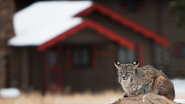 "They are a reminder that wildlife conservation benefits us all."