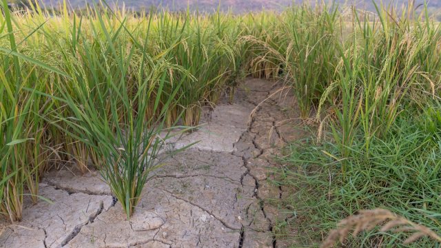 This discovery could go a long way toward bolstering food security.