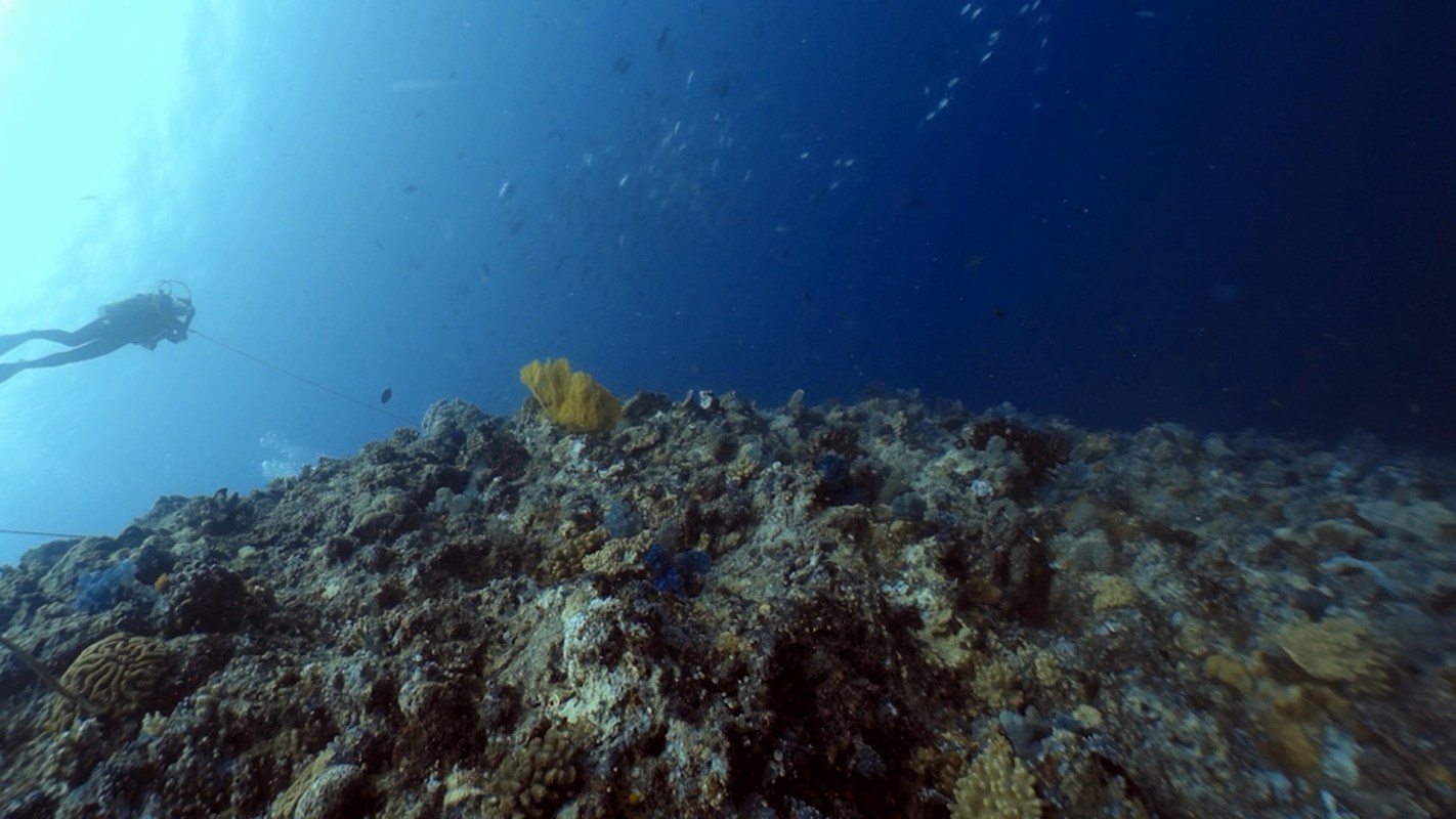 "We can still have fairly healthy corals in the future, but this requires more aggressive ... approaches."