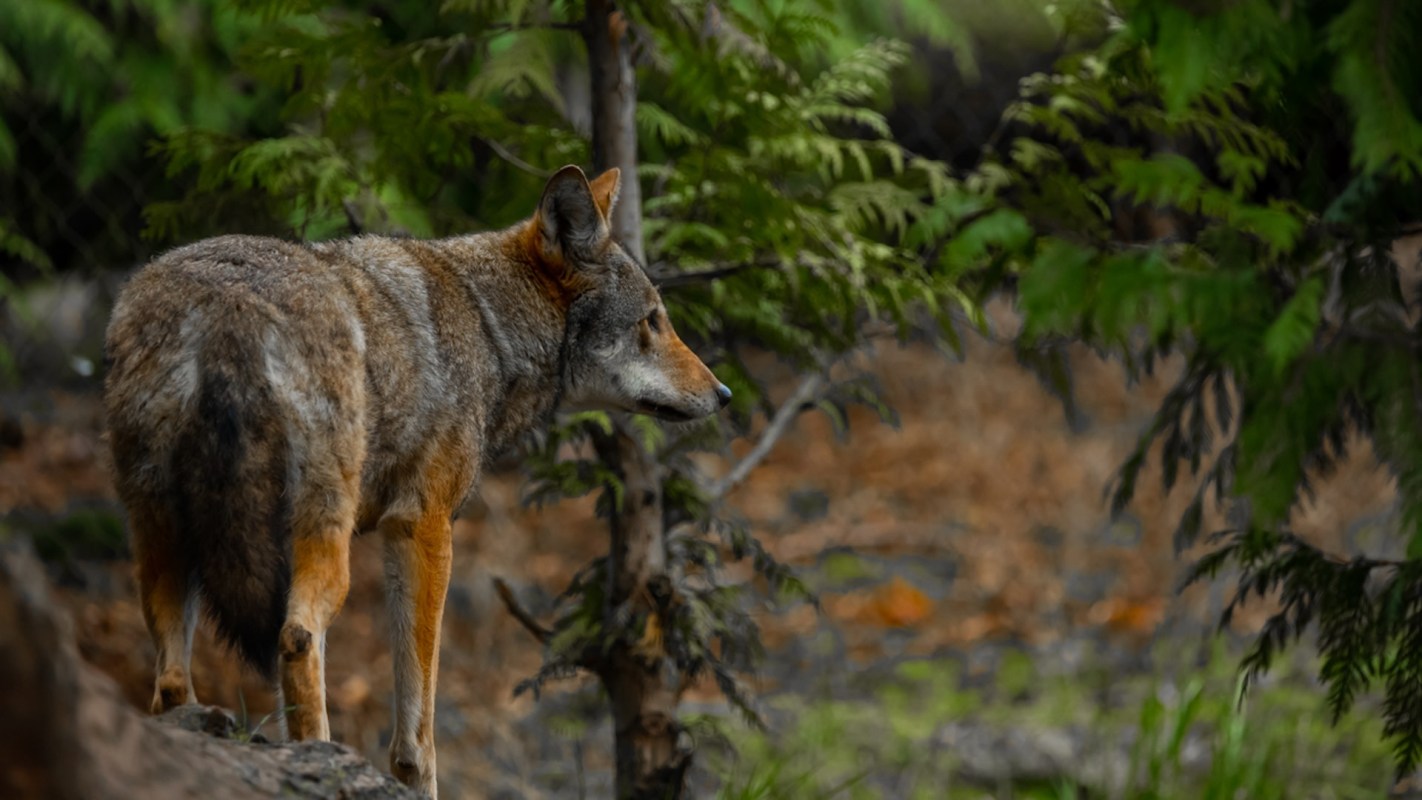 The loss of wolves can disrupt entire food chains and alter landscapes, hurting the outdoor spaces we all enjoy.