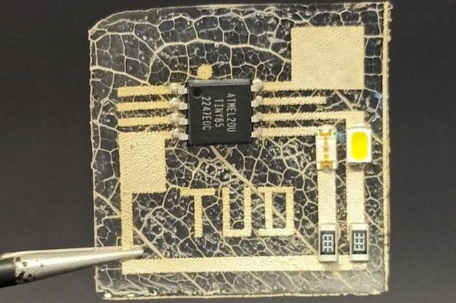 "We were surprised to find that these natural quasi-fractal lignocellulose skeletons not only support living cells in nature, but can also hold solution-processable polymers together."