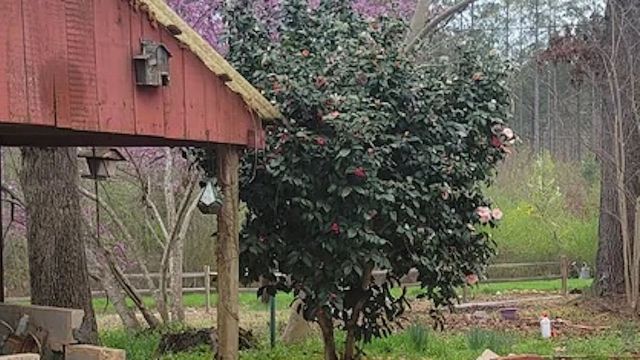 "This is what happens when your yard is taken over by invasive plants."