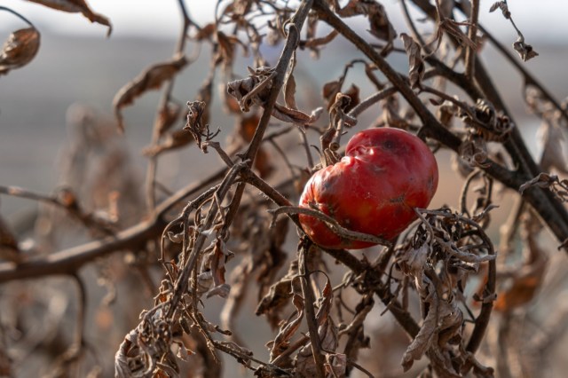 "... without affecting the flavor profile or the way people experience the tomato."