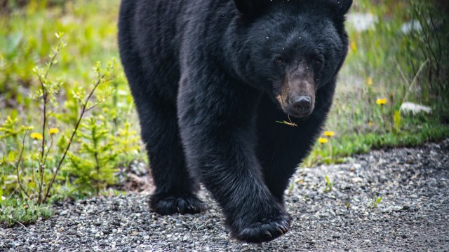 "What a lack of respect for the wildlife."