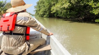 "Species like the giant salmon carp are irreplaceable."