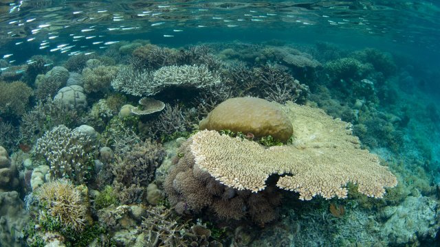 The Coral Triangle boasts the highest diversity of marine life and coral species in the world.