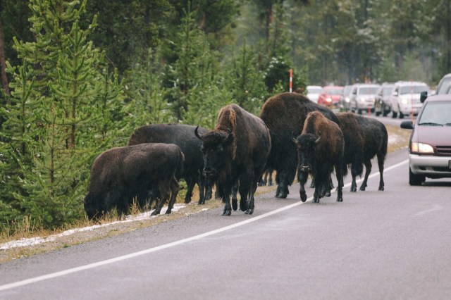 "It would not have been hard for a bison to charge ... these are not cows."