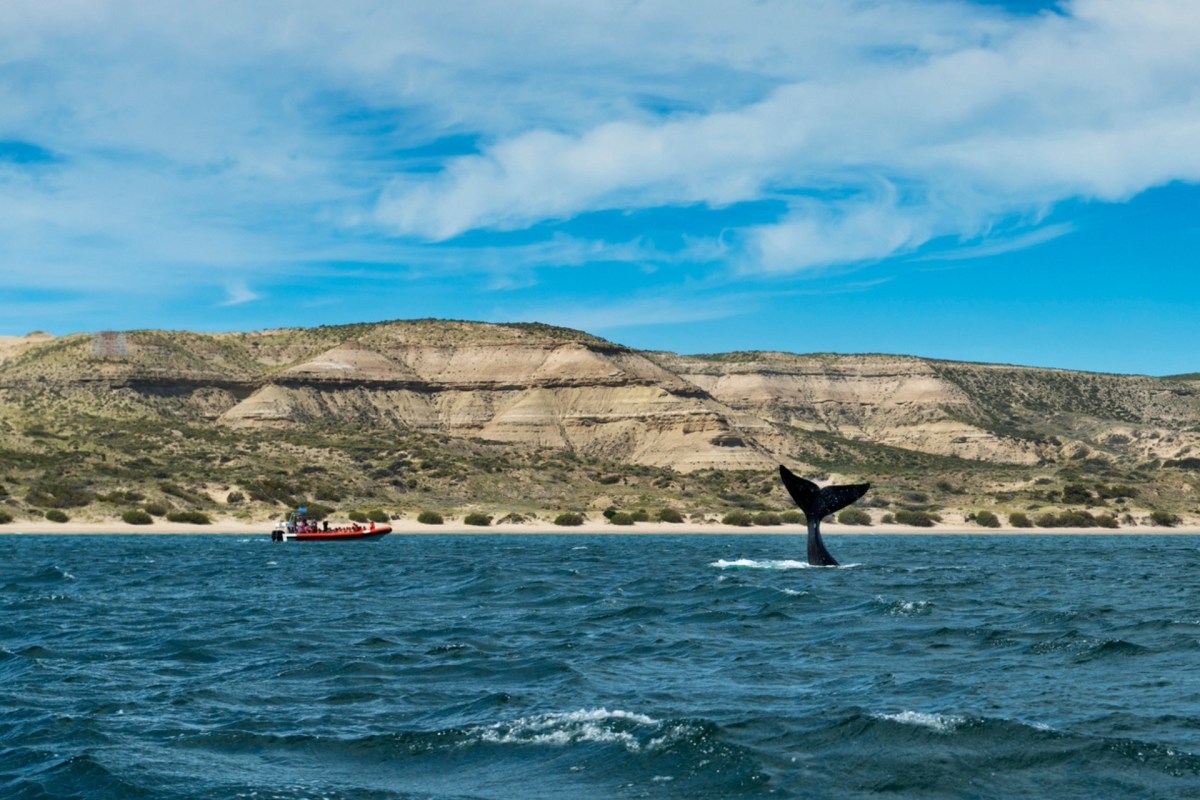 "These ... can cause a number of diseases in both humans and marine fauna."