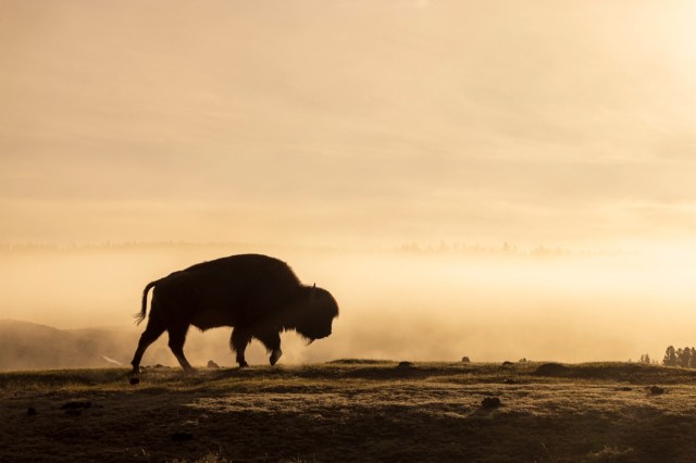 "The bison could've been euthanized because of this event."