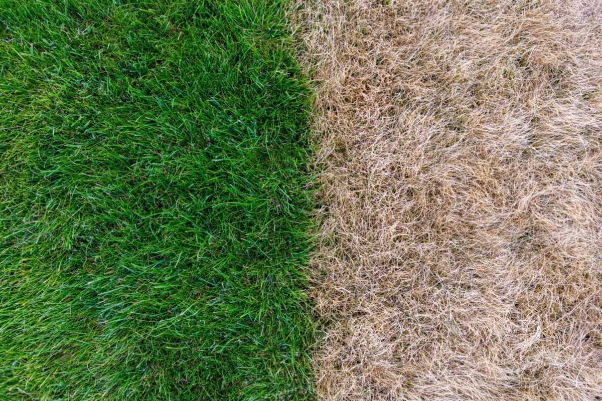 The dangers can be avoided with a lush, natural lawn.