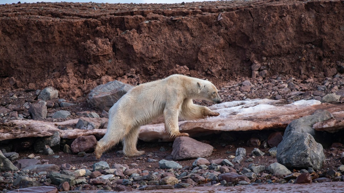 "Even the uninhabited reaches of the Arctic are not exempt."