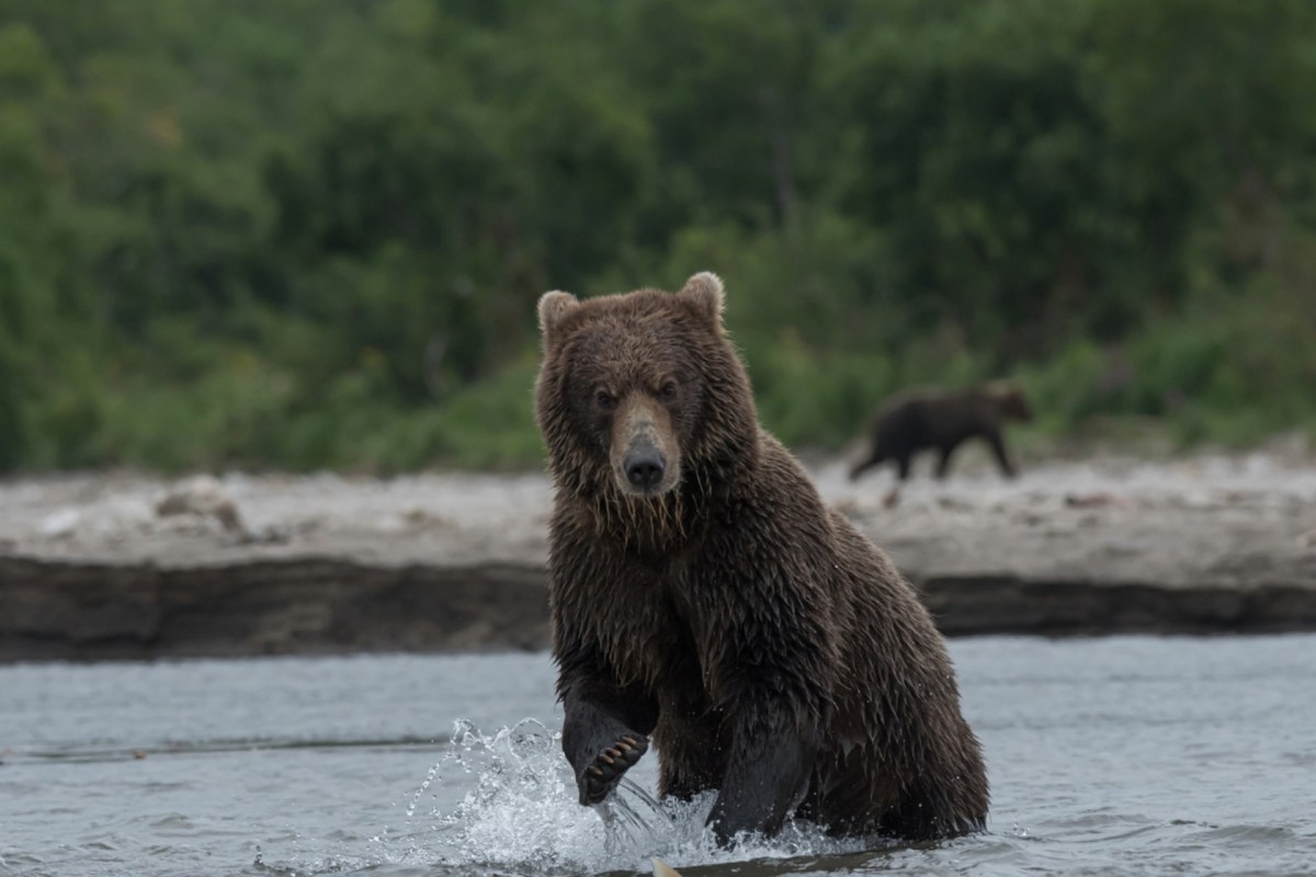 "This guy is lucky the bear did not get to him."