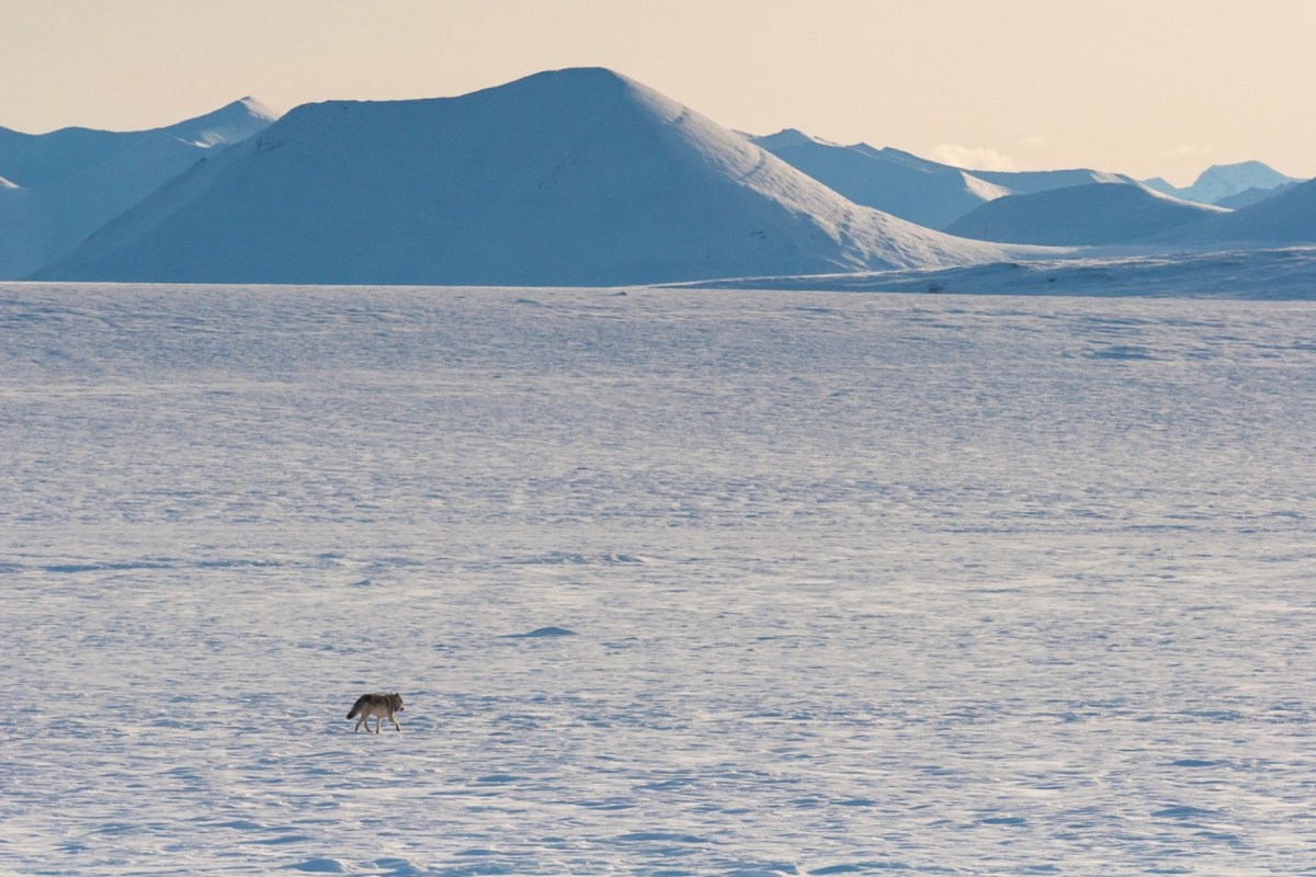 "Today's action by the Biden administration better protects the Arctic Refuge, and for that, we are grateful."