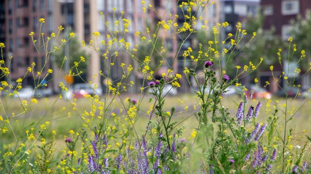 "By sowing flower meadows, we quickly create colorful habitats that are eagerly visited by city inhabitants."