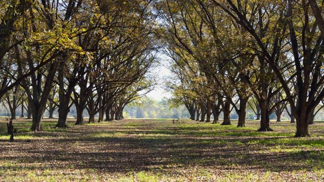 "We had two years of drought here in a row, and that followed that horrible freeze."