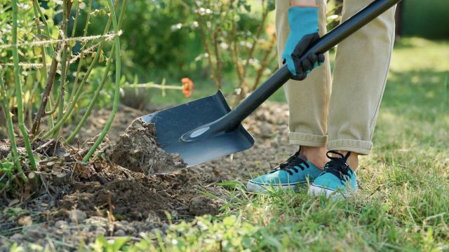 "Been going on 10 years trying to rid my yard of it."