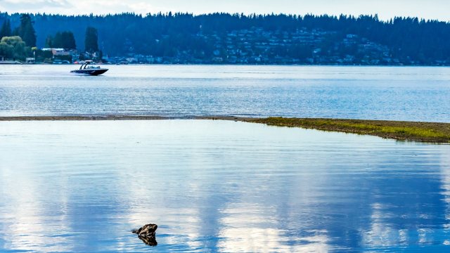 The revival of the species is thanks to emergency actions enacted by county officials to restore the native habitat.