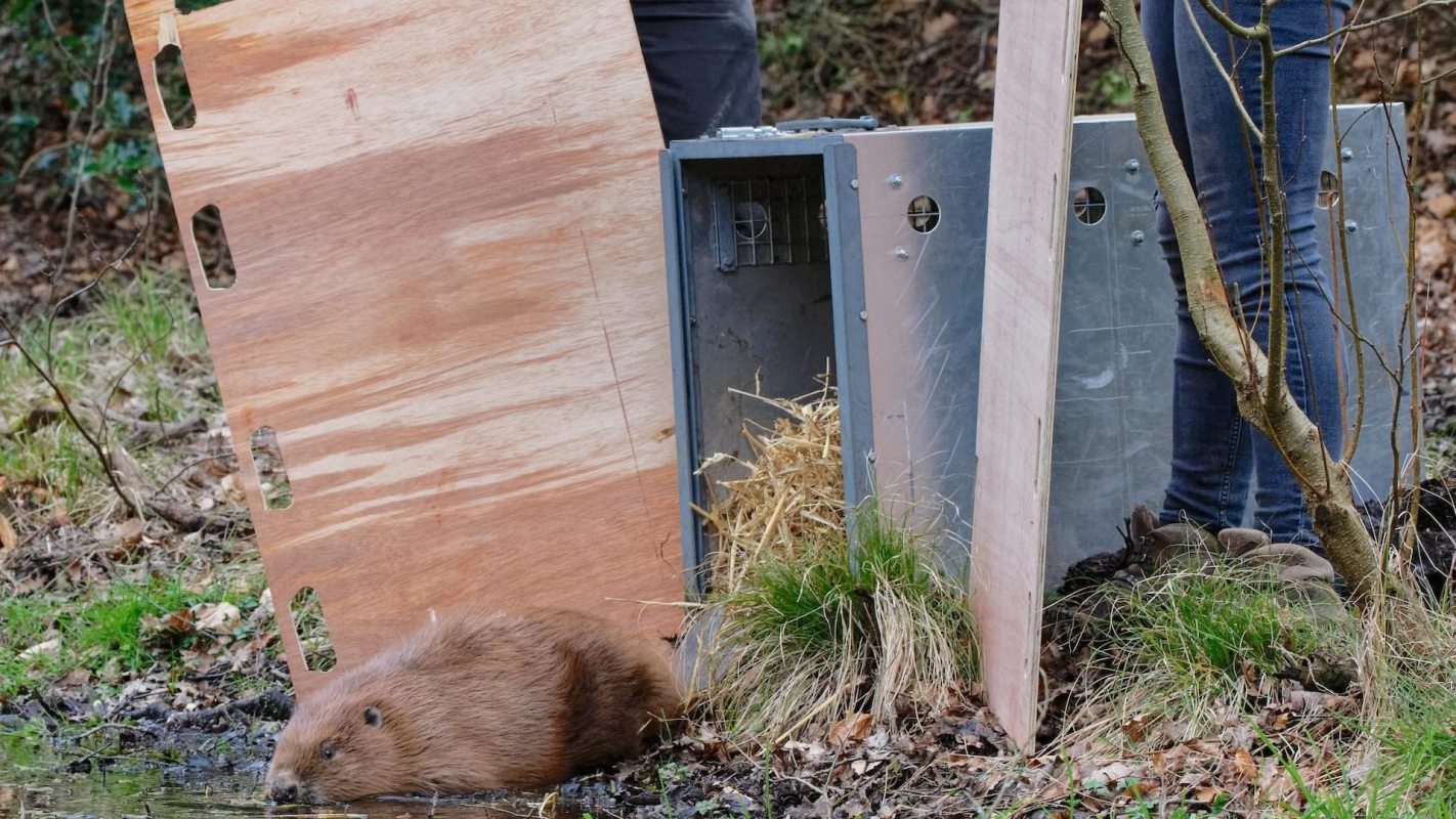 "You've got this animal that hasn't been here for probably more than 600 years — it arrives and starts to change things."