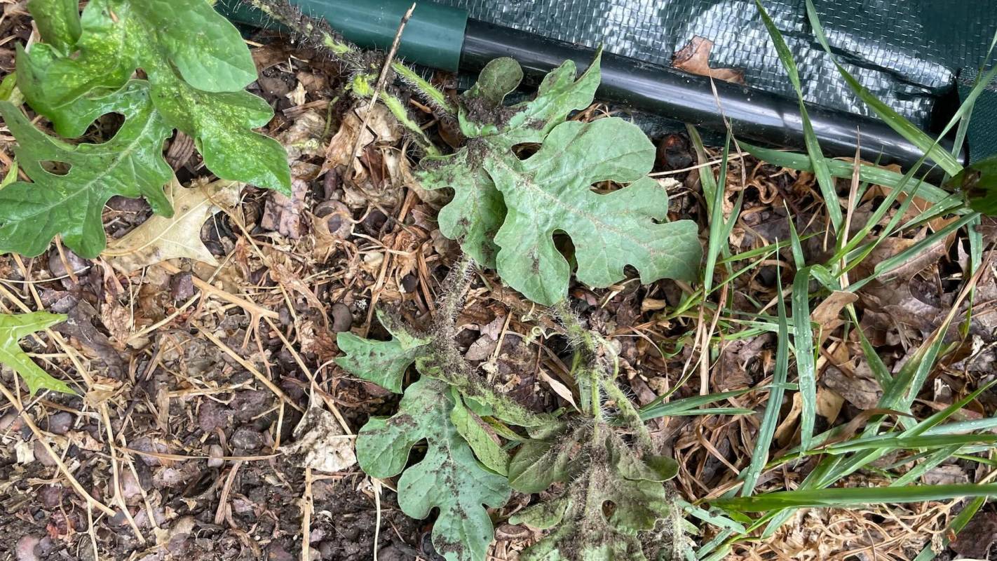 The original poster had shared that many of her neighbors had complimented her garden in front of the apartment