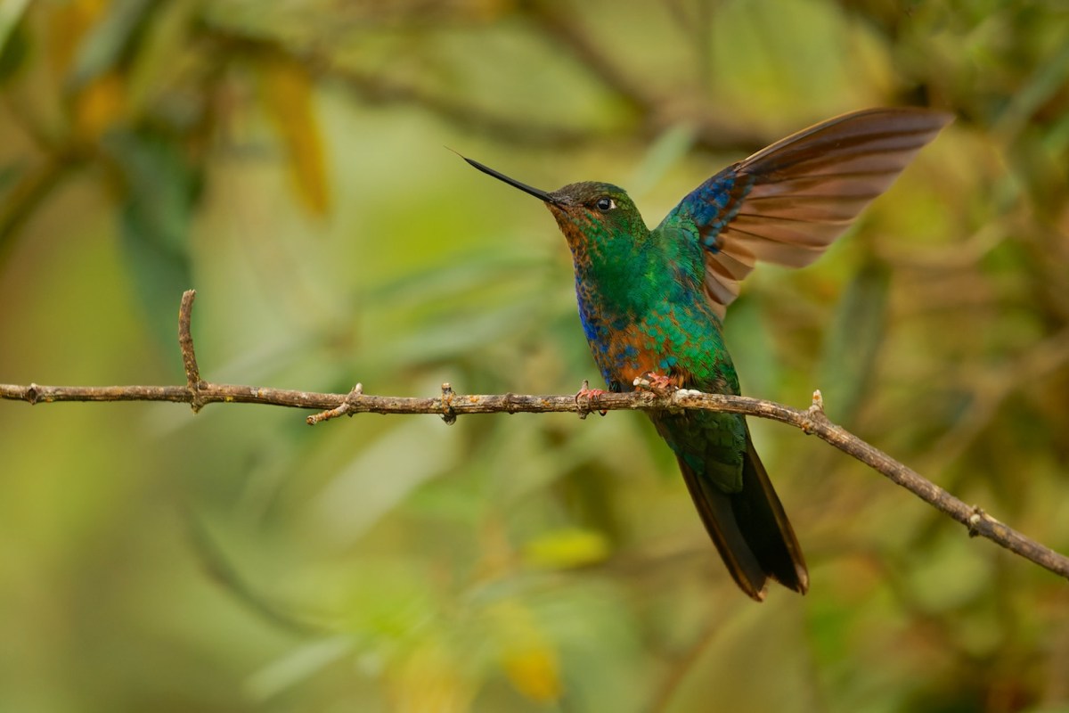 How can you track something that’s about four inches in size, weighs as much as a pair of nickels, and flies around at about 30 miles per hour?