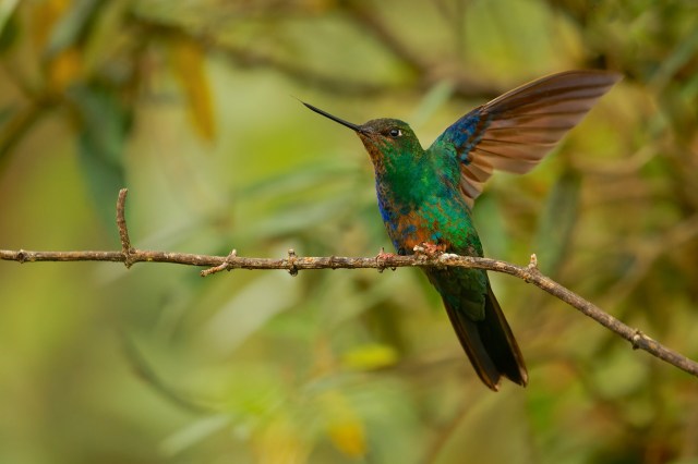 How can you track something that’s about four inches in size, weighs as much as a pair of nickels, and flies around at about 30 miles per hour?