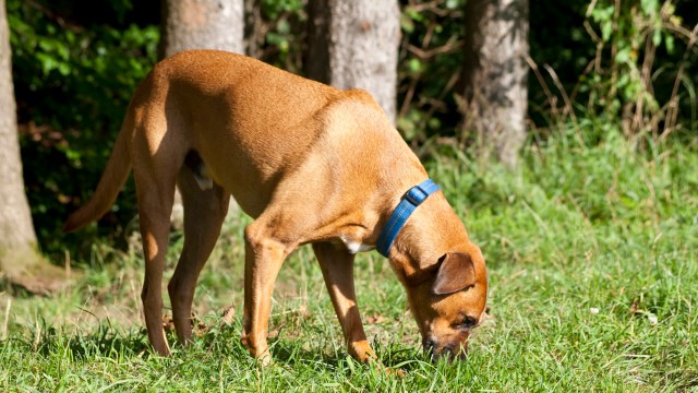 Hopper has been working alongside 15 canine cohorts to detect eggs in outdoor settings.