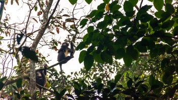 "We risk losing not just two monkey species but also a vital part of Bangladesh's biodiversity."