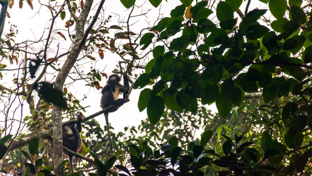 "We risk losing not just two monkey species but also a vital part of Bangladesh’s biodiversity."