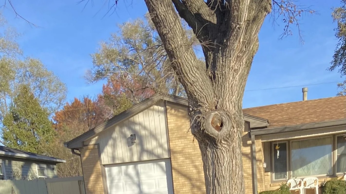 "Poor tree is trying [its] best."