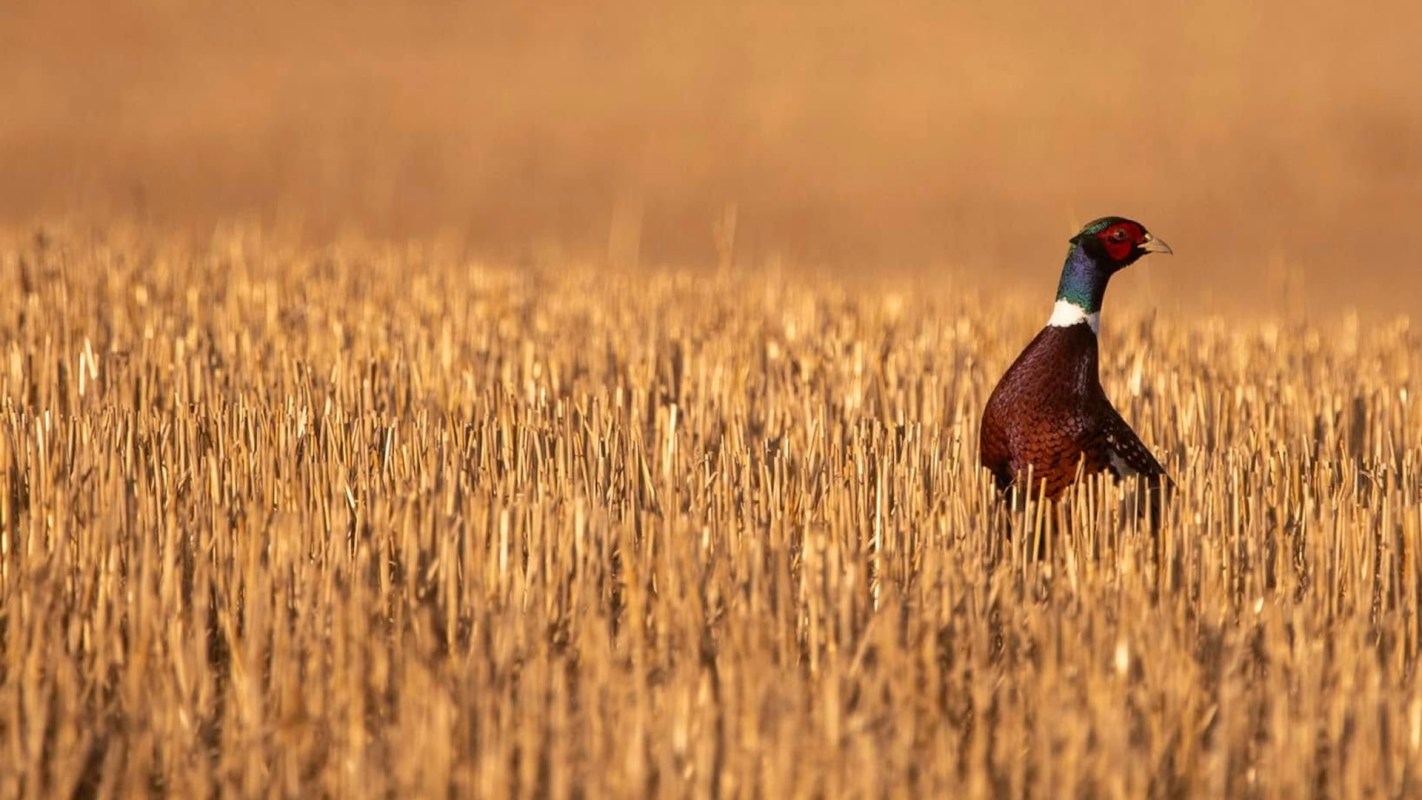 "The Regional Conservation Partnership Program is an example of public-private partnership at its best."