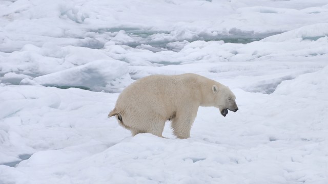 "Among the most vulnerable species affected by shrinking sea ice and global warming."