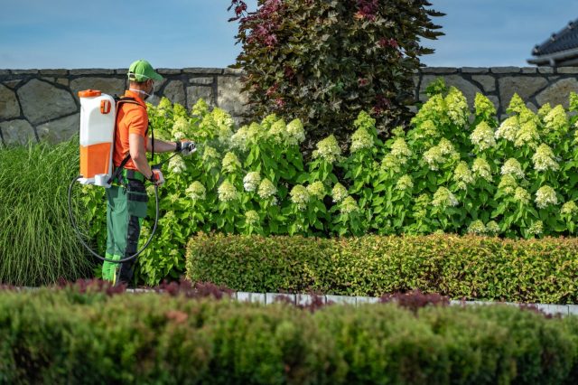 "Let go of the idea of the 'perfect lawn.'"