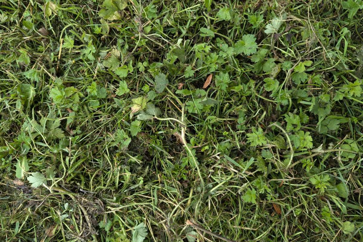 "I am finally trying to deal with the jungle outside my front porch."