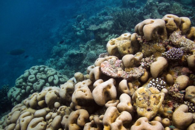 The National Geographic Pristine Seas team initially thought it was a shipwreck.