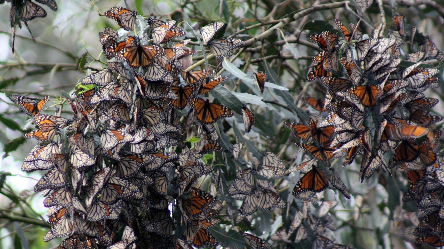 The photographer fears the stunning images of the monarchs may be a thing of the past unless the world takes action.