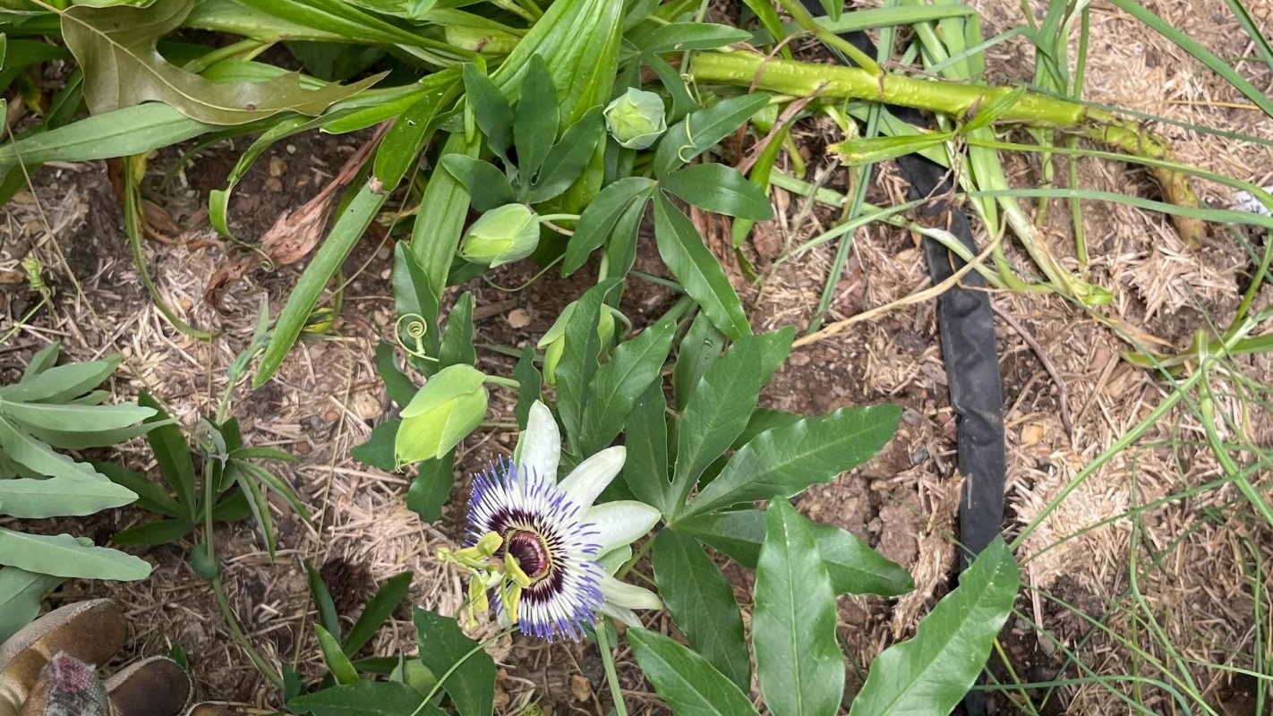 “Today I saw the first bloom and it looks whiter than I expected..."